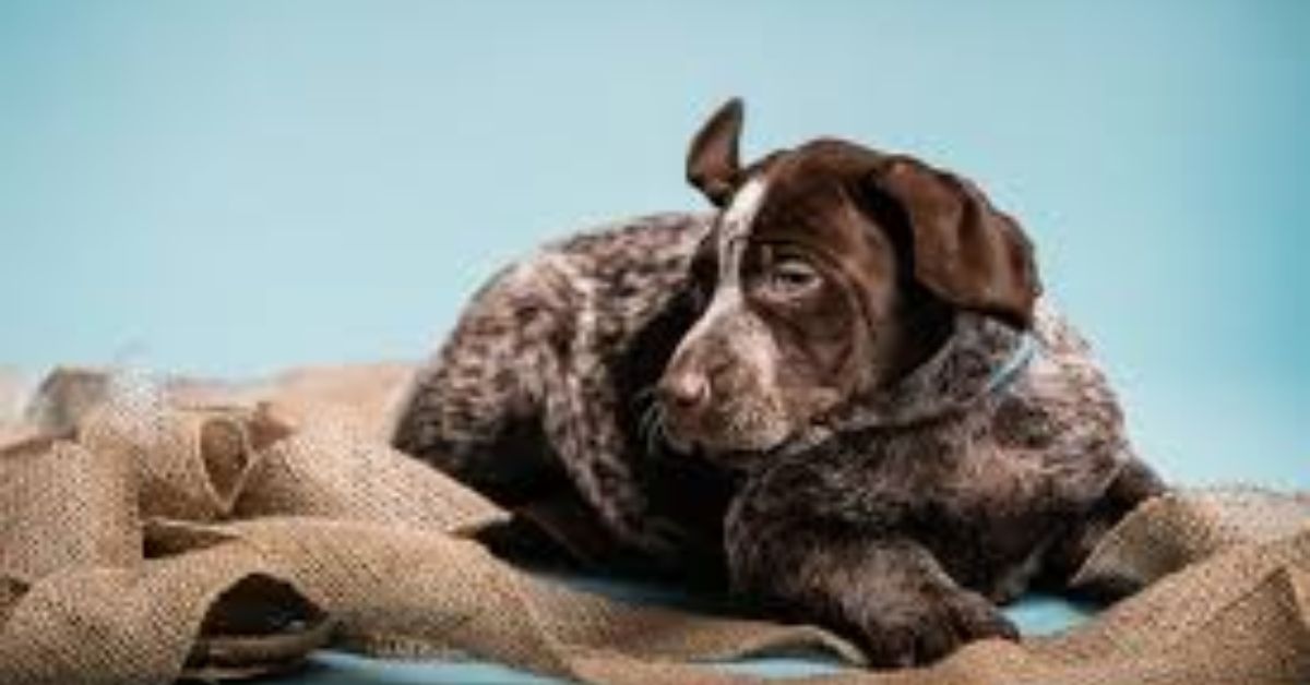 Caring for a German Shorthaired Pointer SC