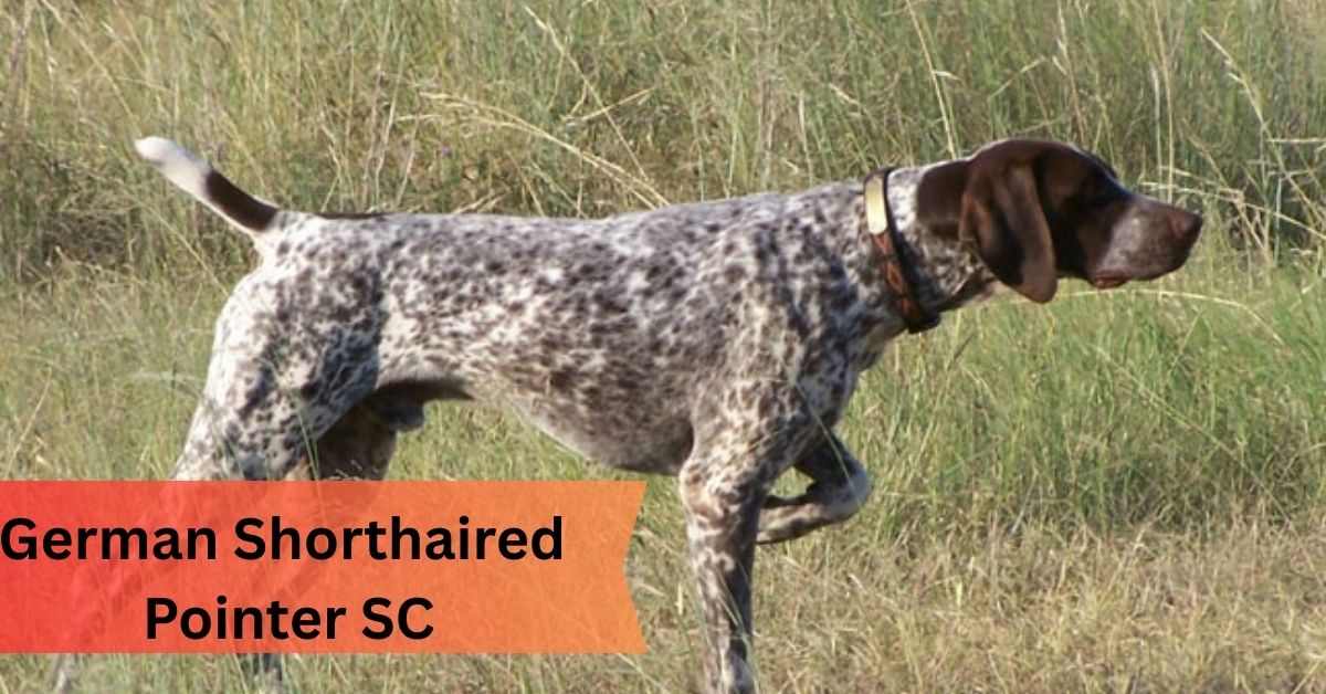 German Shorthaired Pointer SC