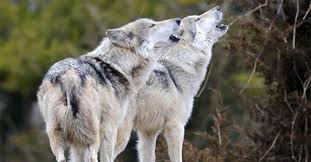 Chien Loup-Between Wild Instinct and Domestication