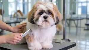Grooming and Maintenance Requirements