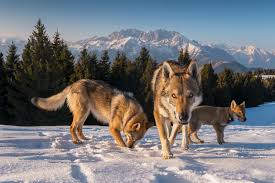 Ideal Living Environment for a Wolfdog