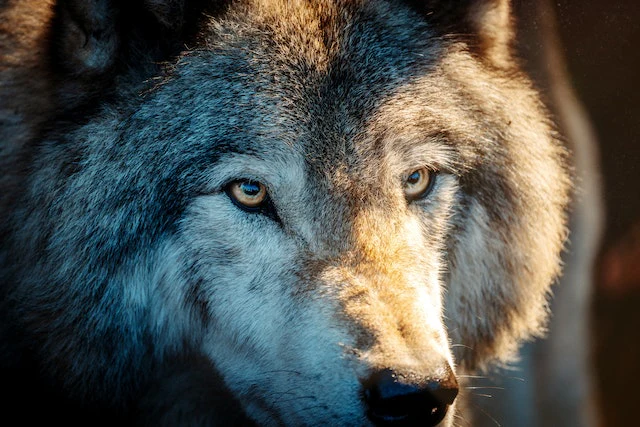 Personality and Temperament of the Chien Loup