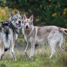 The Origins of the Chien Loup Breed