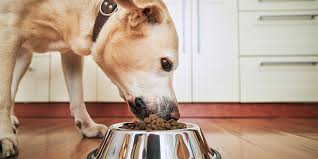 Veterinary Opinions on Harringtons Dog Food