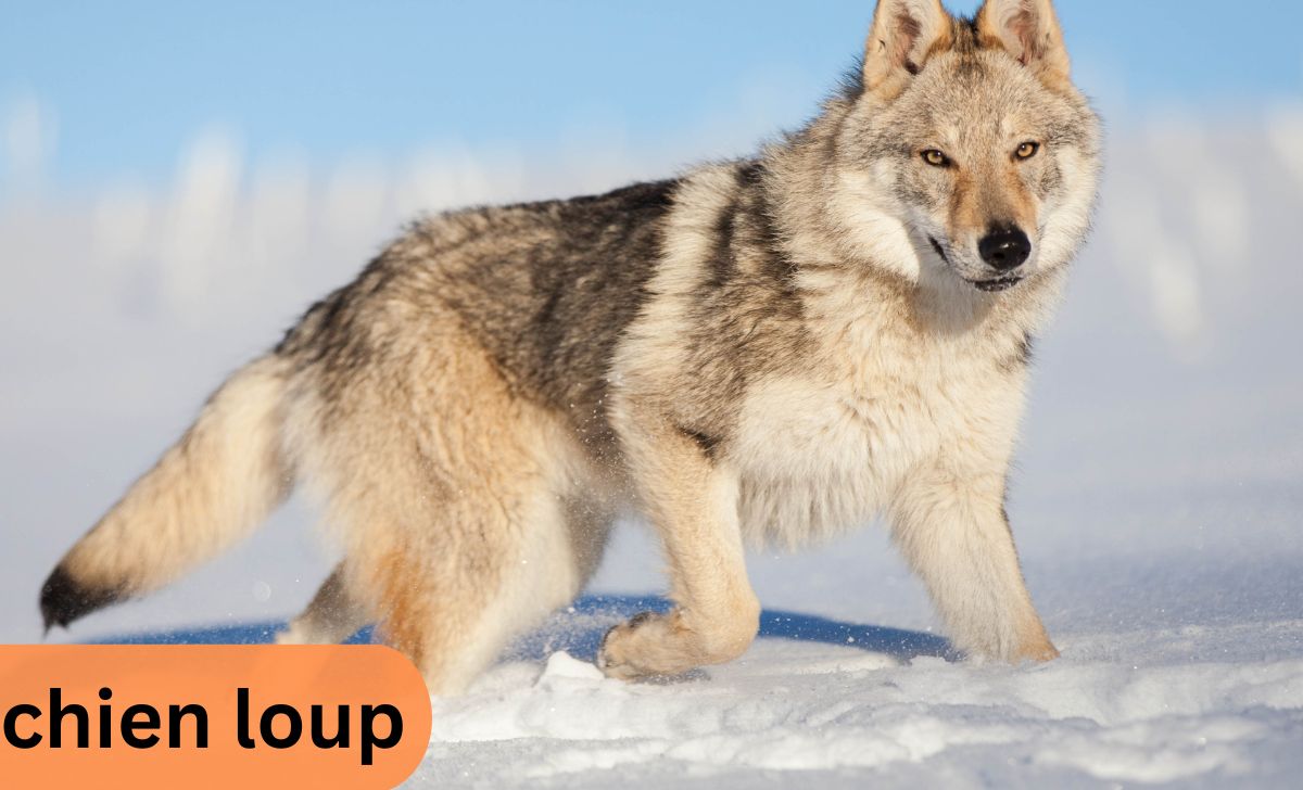 Chien Loup- The Fascinating Hybrid Between Wolf and Dog